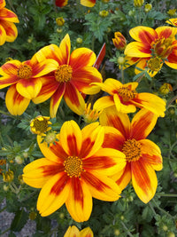 Bidens ferulifolia 'Bidy Boom Red Eye' - Ladybird Nursery
