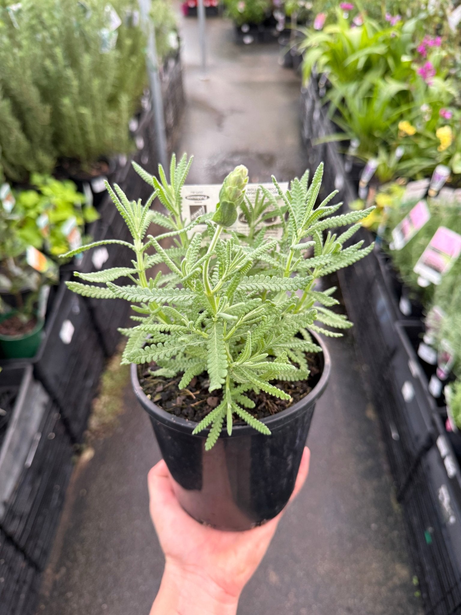 Lavender - French Musk (Lavandula stoechas) - Ladybird Nursery