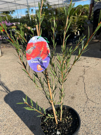 Bottlebrush 'Cherry Time' (Callistemon) - Large - Ladybird Nursery