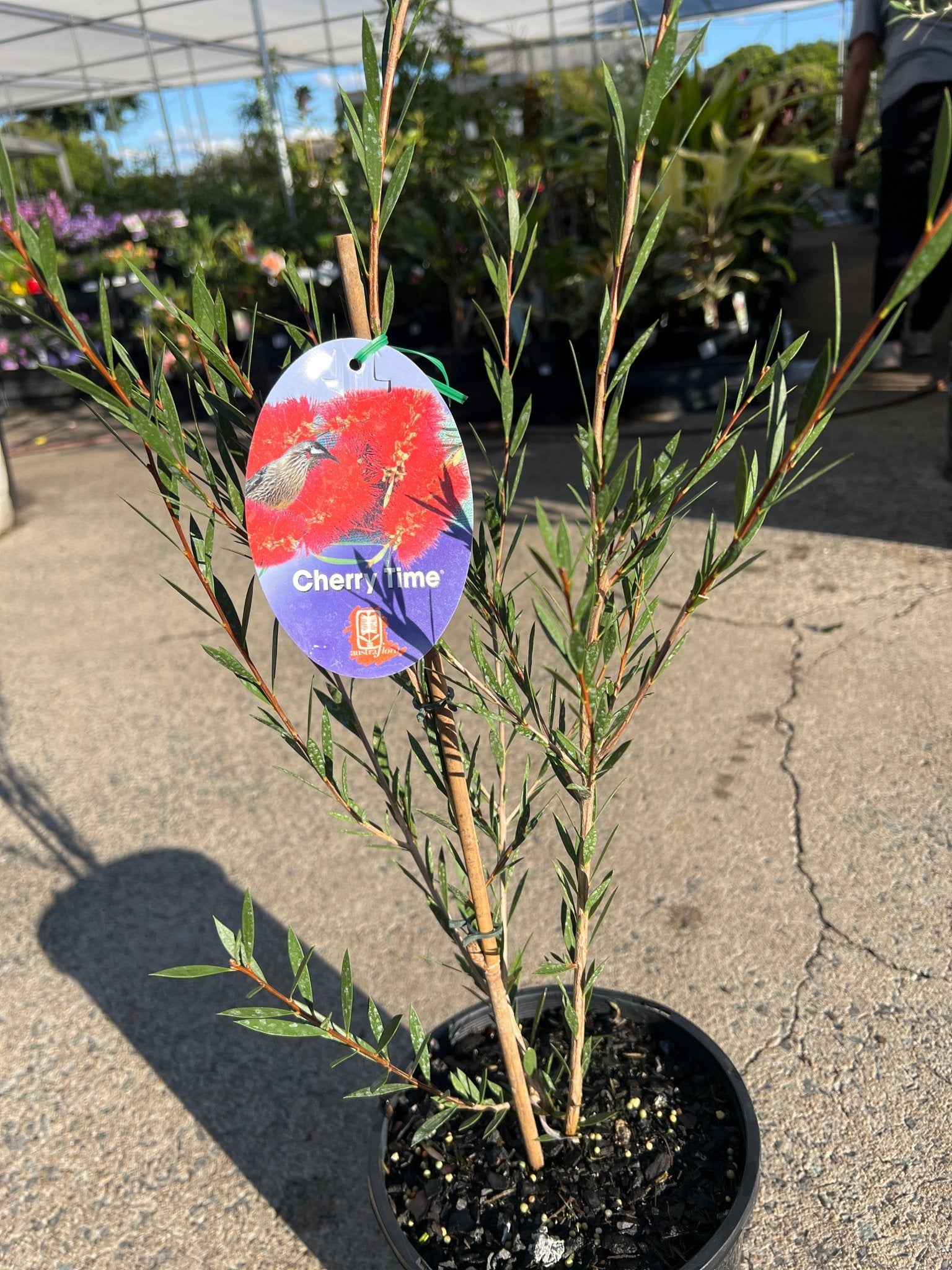 Bottlebrush 'Cherry Time' (Callistemon) - Large - Ladybird Nursery