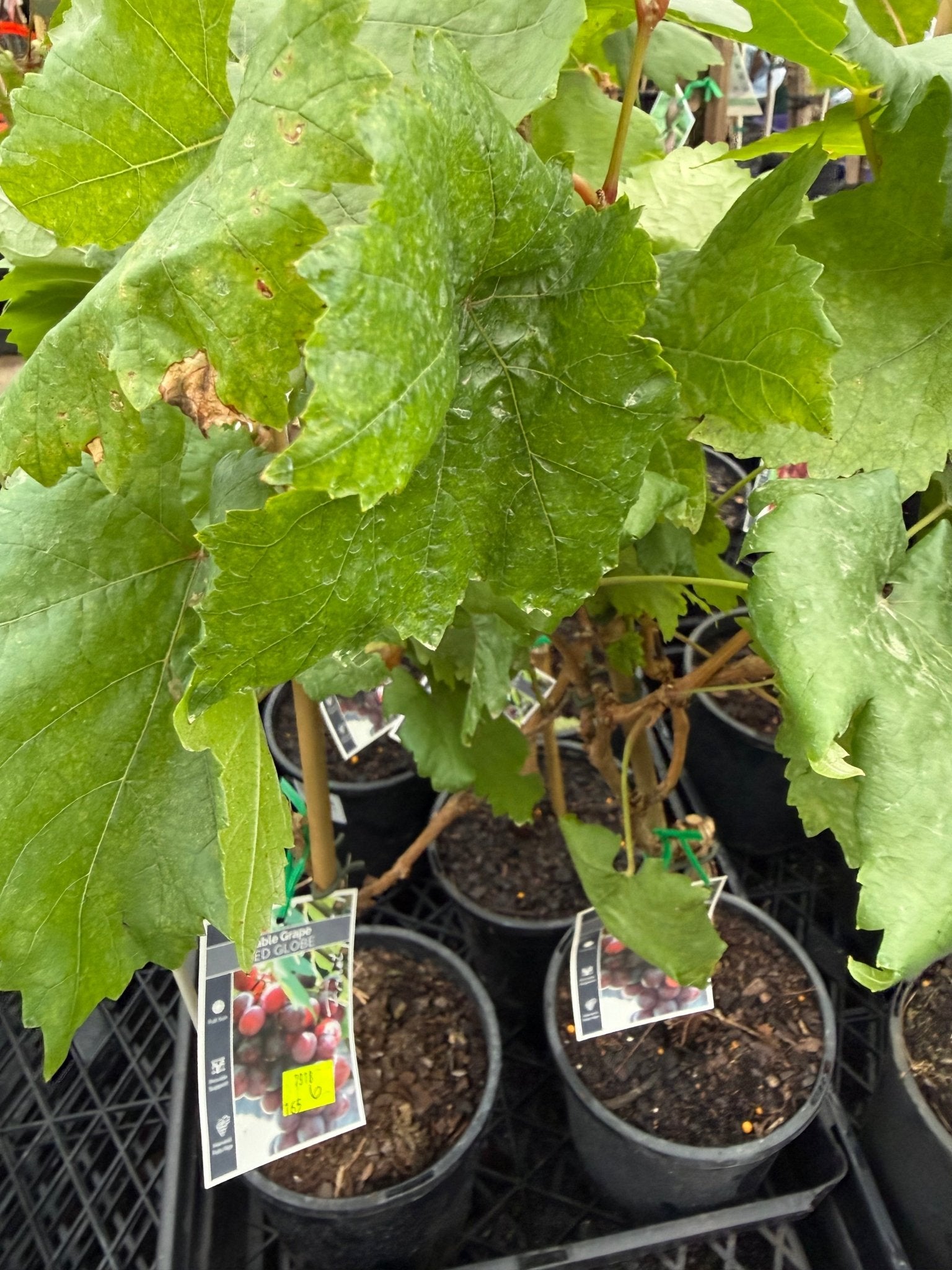 Grape 'Red Globe' (QLD ONLY) - Ladybird Nursery
