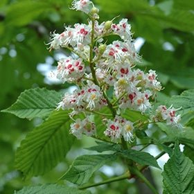 Common Horse Chestnut (Aesculus hippocastanum) - Ladybird Nursery