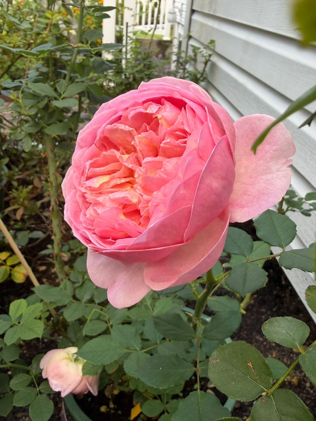 Rose ‘Boscobel' (David Austin) - Large - Ladybird Nursery