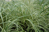 Sedge Ever Gold (Carex oshimensis) - Ladybird Nursery