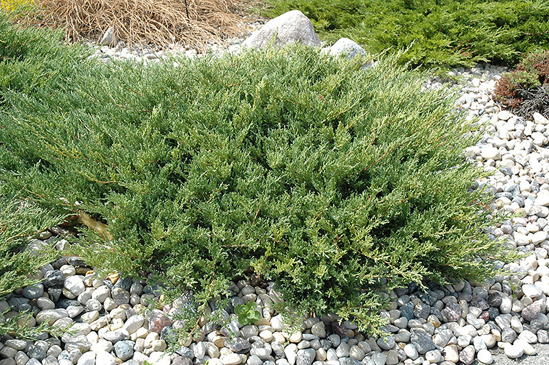 Creeping Juniper Andorra Compact (Juniperus horizontalis)