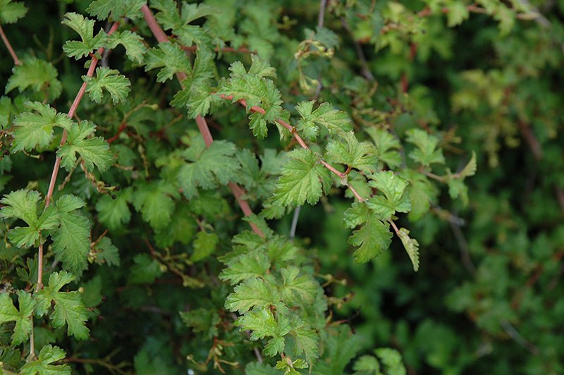 Cutleaf Stephanandra (Stephanandra incisa) - Ladybird Nursery