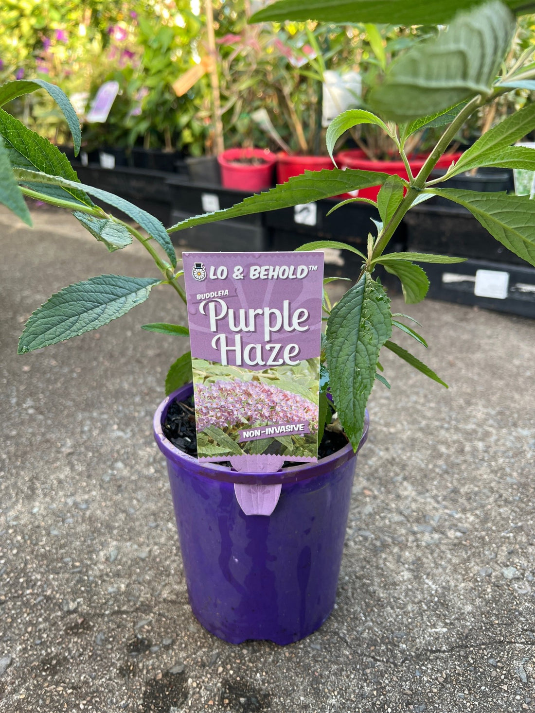 Butterfly Bush ‘Purple Haze’ (Buddleja davidii) - Ladybird Nursery