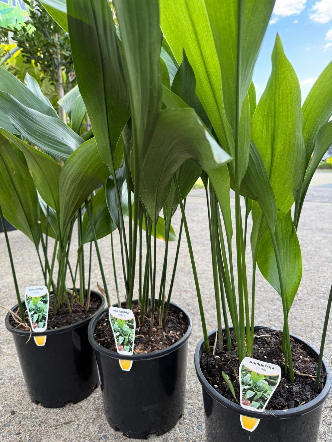 Cast Iron (Aspidistra elatior) - Large - Ladybird Nursery