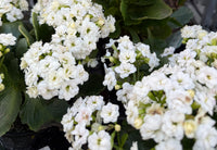 Kalanchoe 'Menzel White' (Kalanchoe calandiva) - Ladybird Nursery