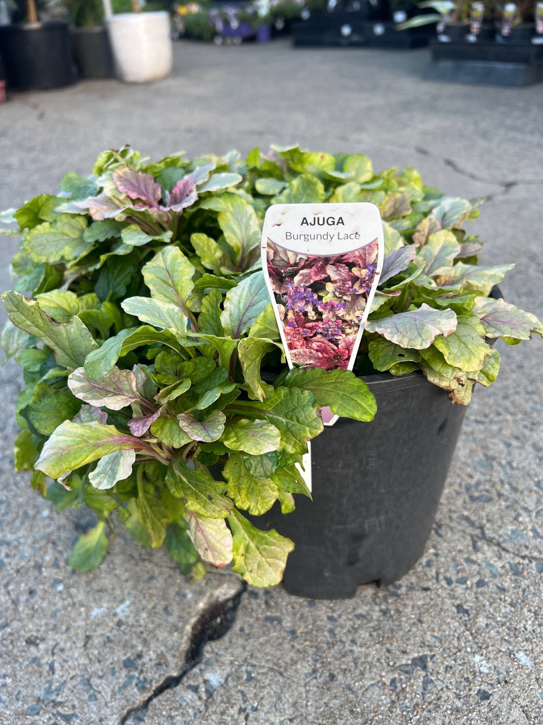 Ajuga 'Burgundy Lace' - Ladybird Nursery