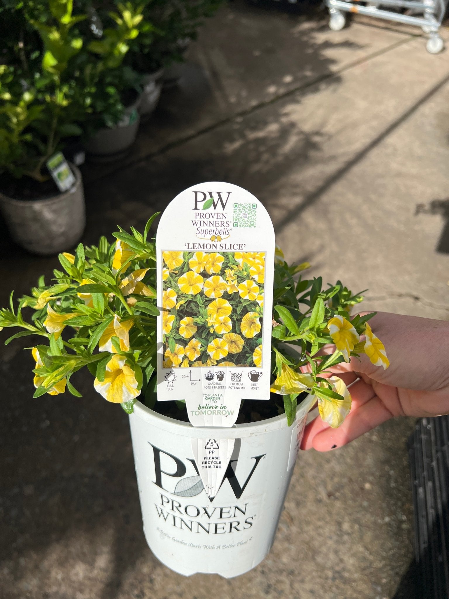 Calibrachoa Superbells® ‘Lemon Slice’ - Ladybird Nursery