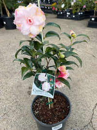Camellia 'Buttons and Bows' - Large - Ladybird Nursery