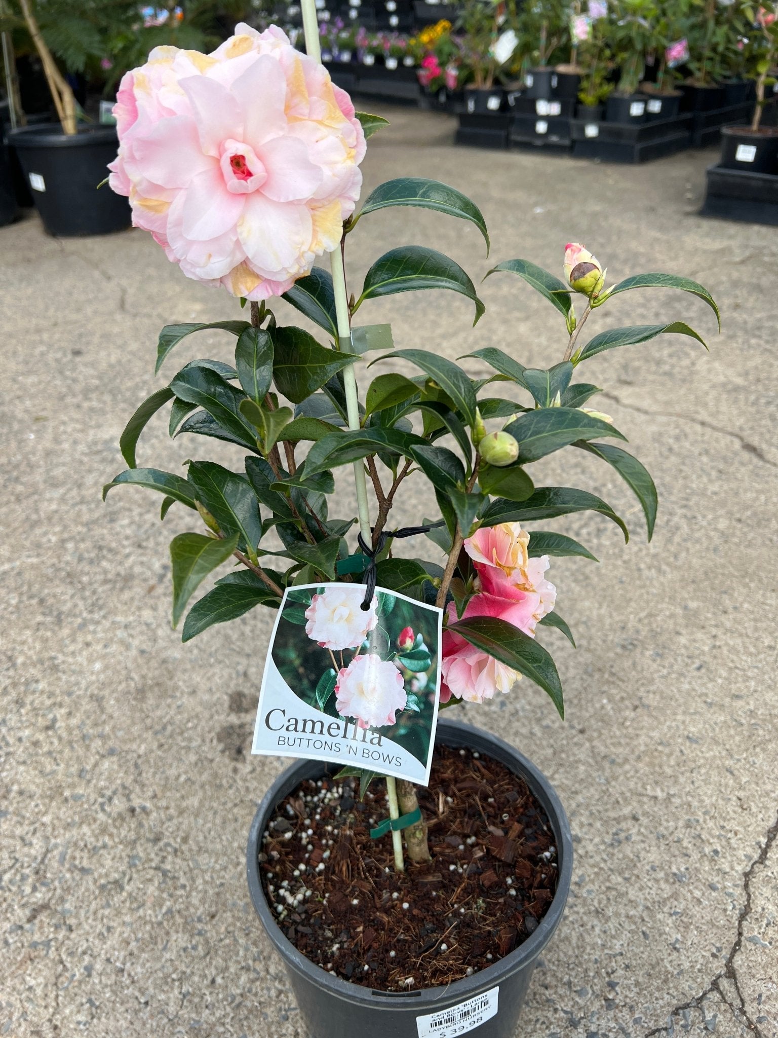 Camellia 'Buttons and Bows' - Large - Ladybird Nursery