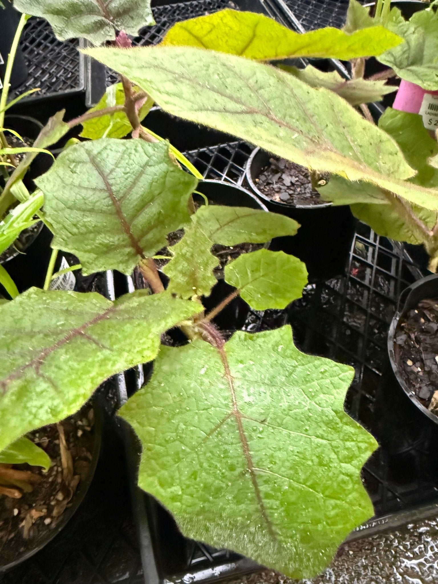 Naranjilla / Golden Fruit of the Andes - Ladybird Nursery