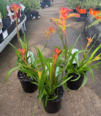 Kangaroo Paw 'Bush Flare' (Anigozanthos) - Ladybird Nursery