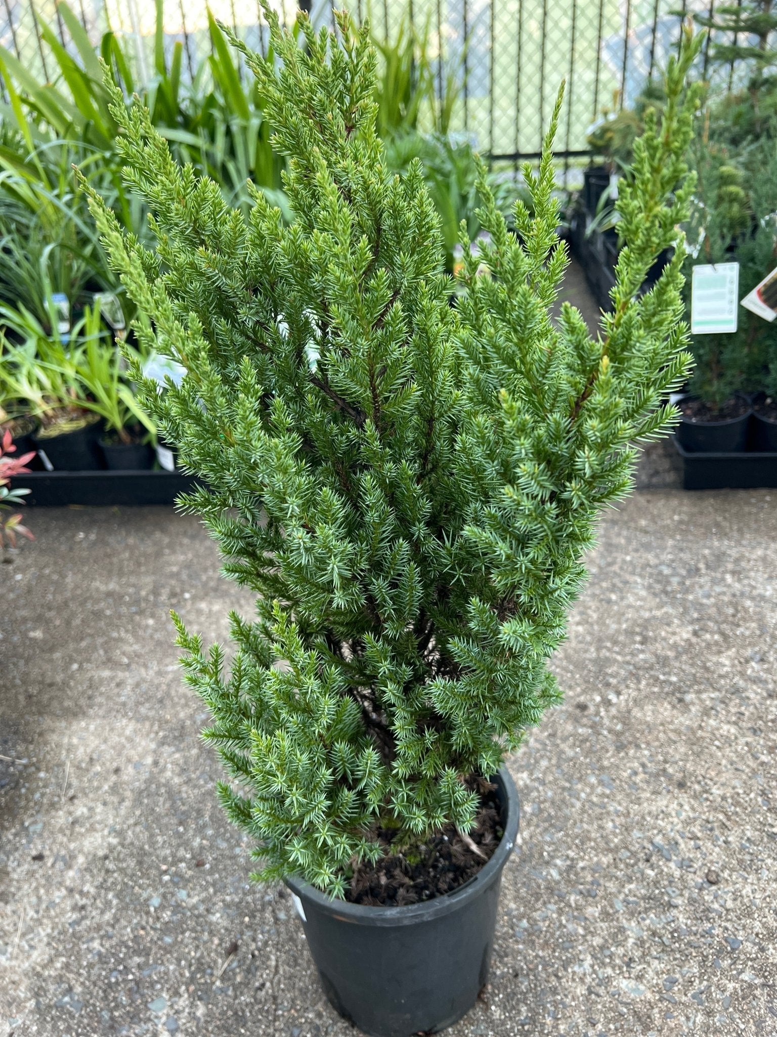 Juniperus chinensis 'Pyramidalis' - Large - Ladybird Nursery