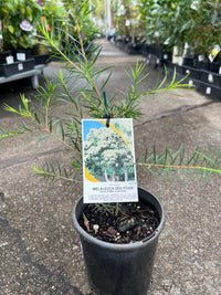 Melaleuca linariifolia ‘Sea Foam’ - Ladybird Nursery
