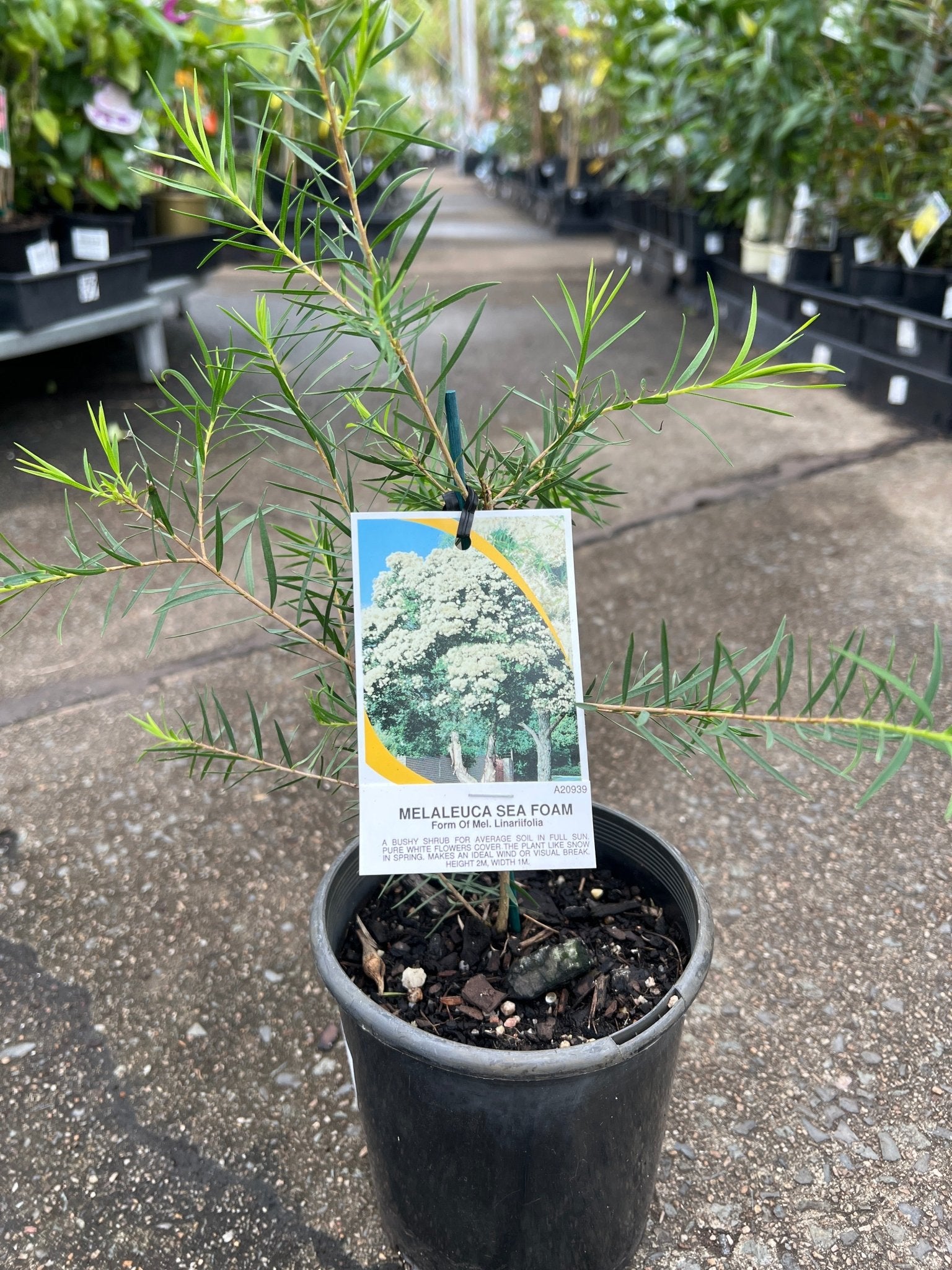 Melaleuca linariifolia ‘Sea Foam’ - Ladybird Nursery