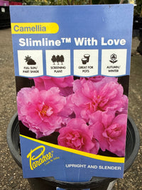 Camellia 'Paradise With Love' (Camellia sasanqua) - Ladybird Nursery