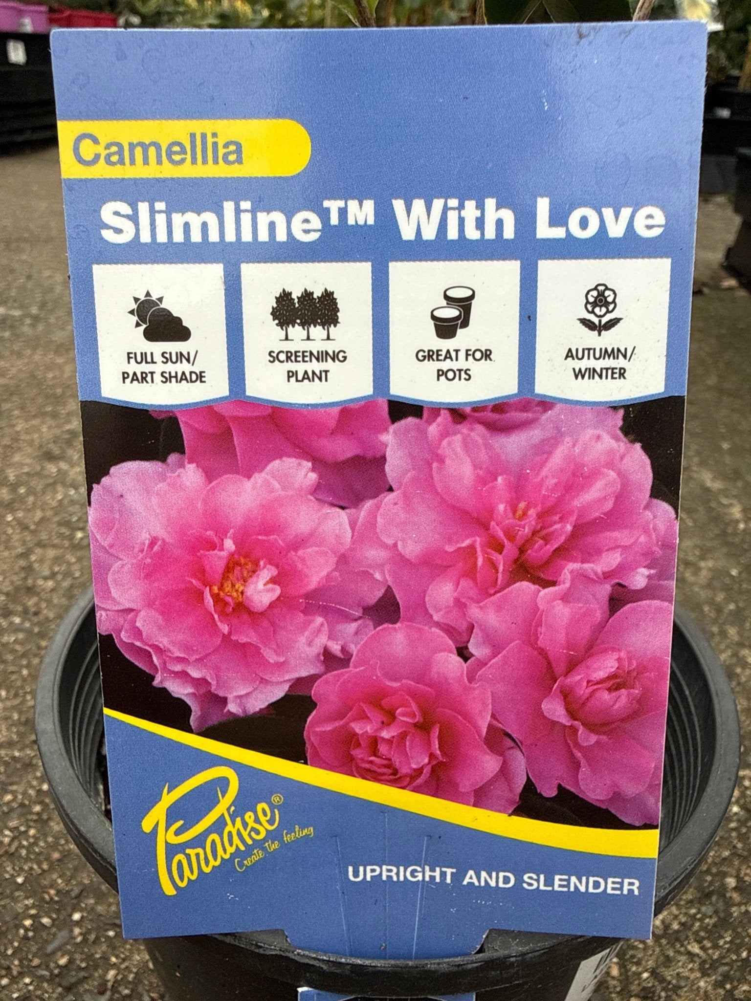 Camellia 'Paradise With Love' (Camellia sasanqua) - Ladybird Nursery