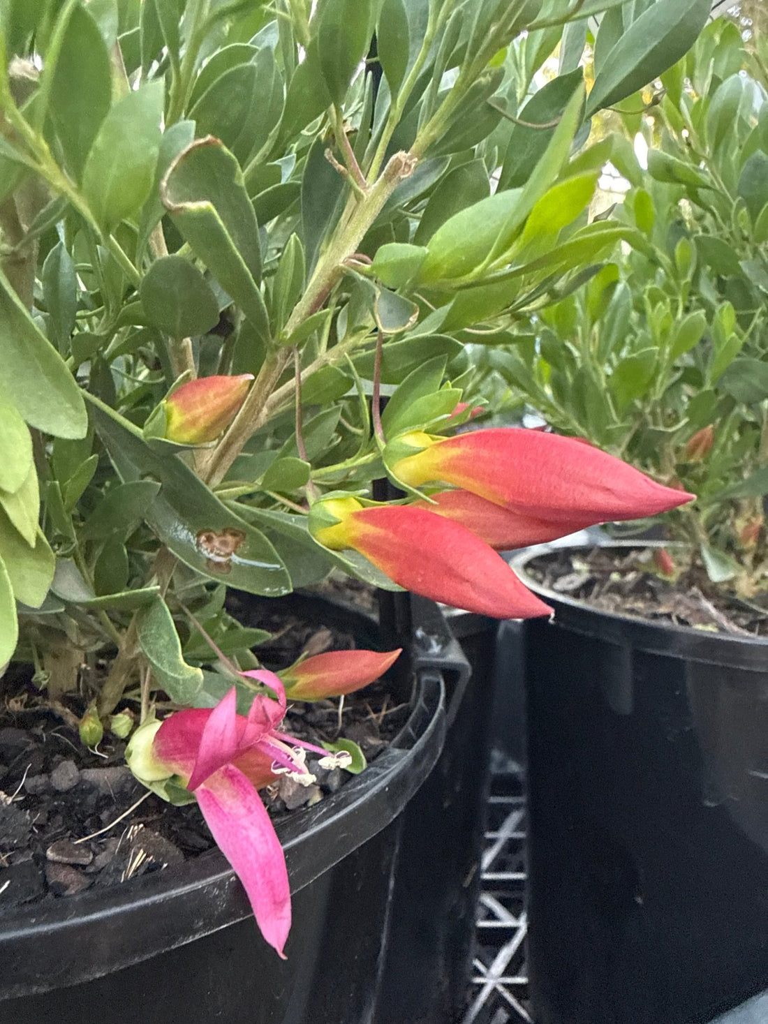 Emu Bush ‘Pink Passion’ (Eremophila maculata) - Ladybird Nursery