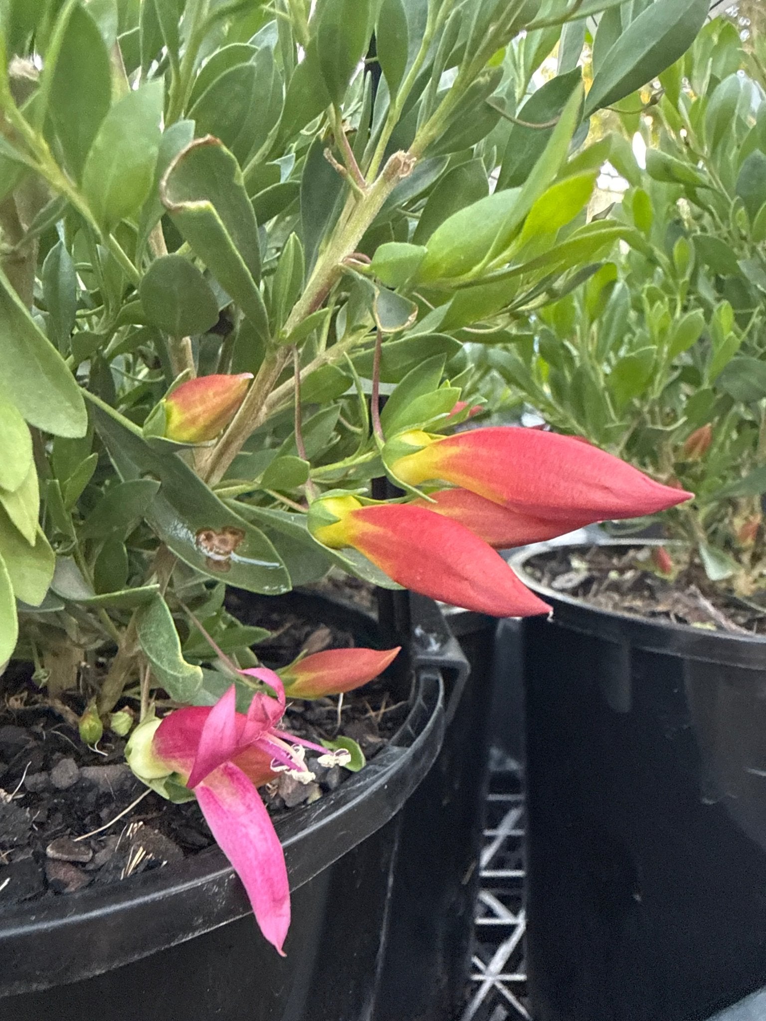 Emu Bush ‘Pink Passion’ (Eremophila maculata) - Ladybird Nursery