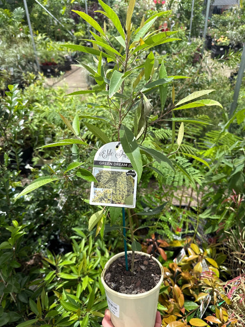 Blueberry Ash Green Dream (Elaeocarpus reticulatus) - Ladybird Nursery
