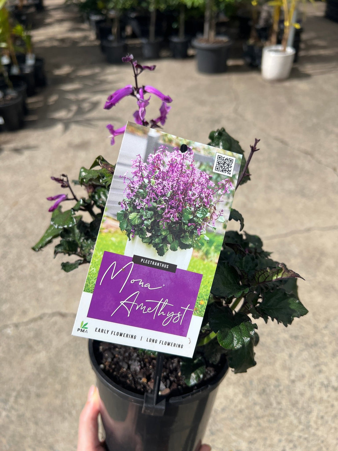 Plectranthus 'Mona Amethyst' - Ladybird Nursery