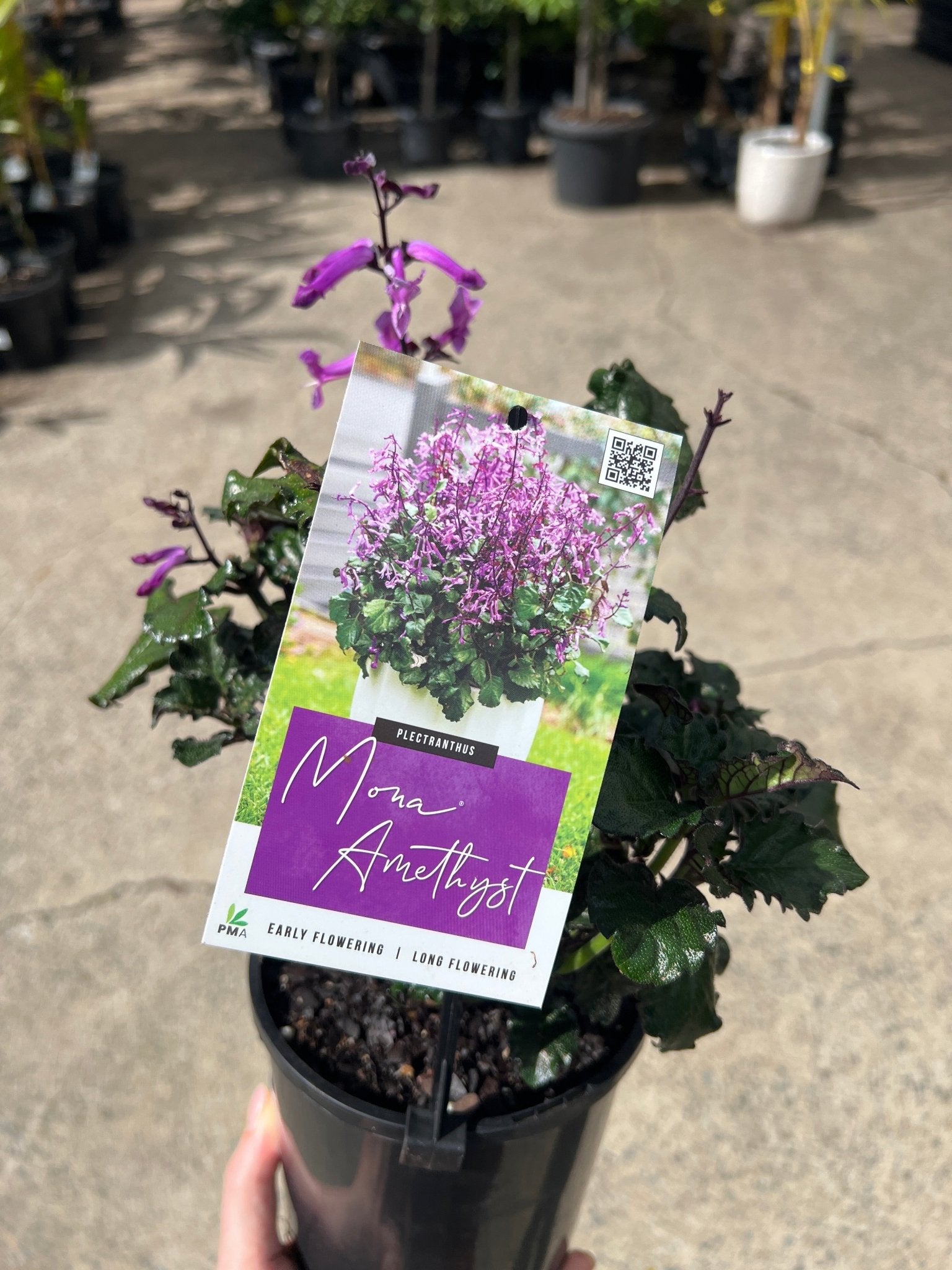 Plectranthus 'Mona Amethyst' - Ladybird Nursery