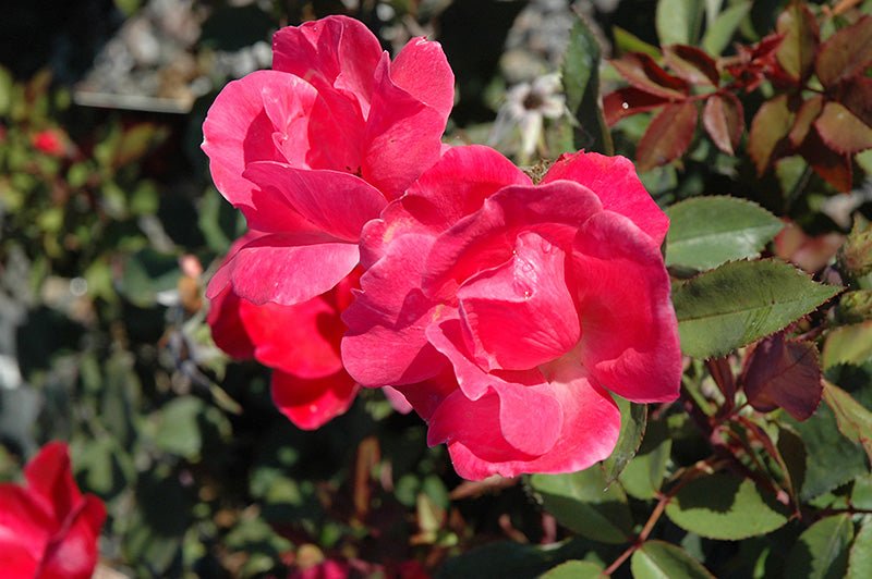 Rose RADCON Red Knockout® (Rosa) - Ladybird Nursery
