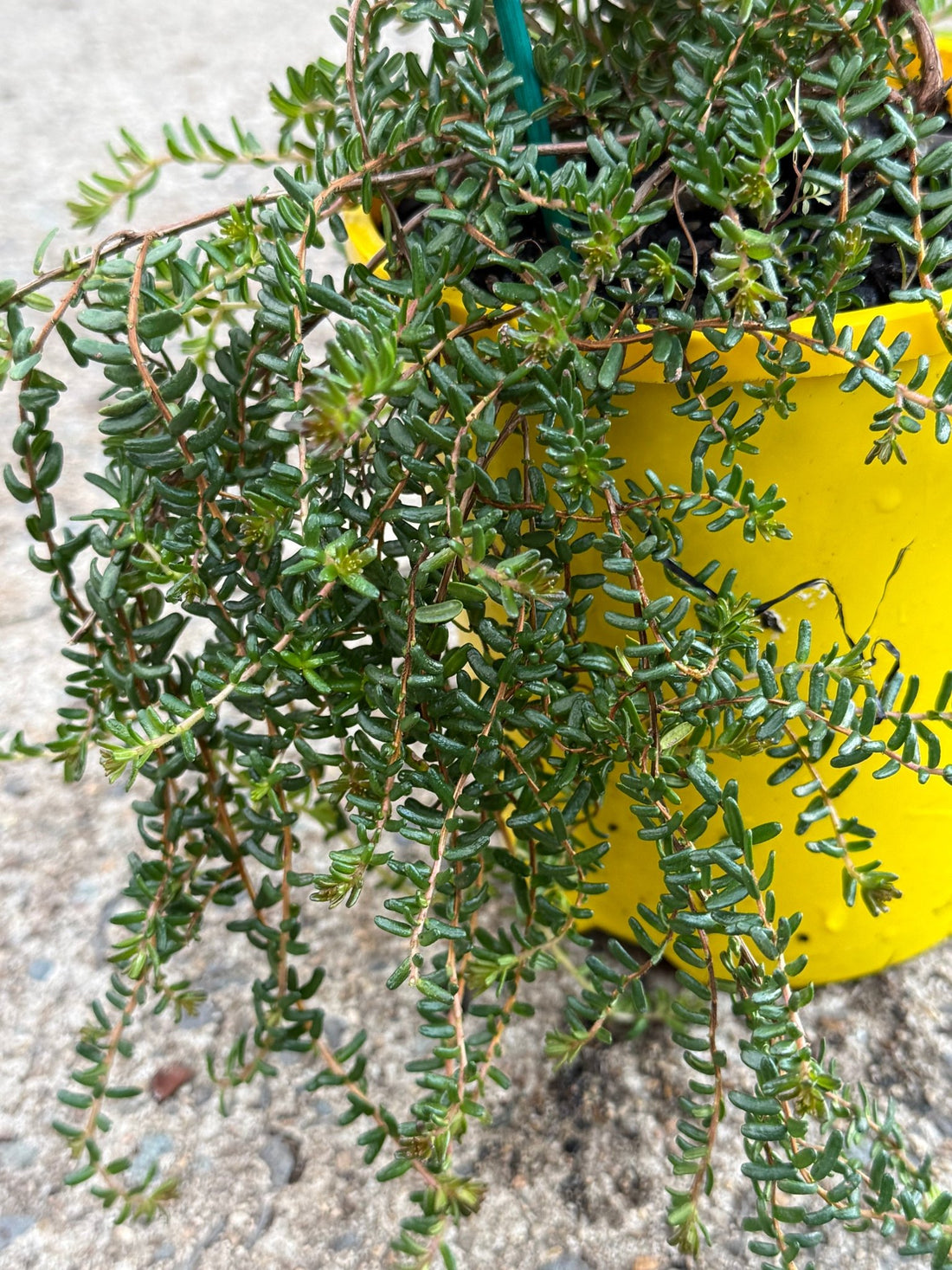 Guinea Flower 'Little Rocker' (Hibbertia vestita) - Ladybird Nursery