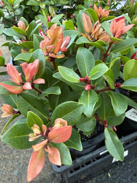 Metrosideros ‘Little Ewan’ (Metrosideros collina) - Large - Ladybird Nursery