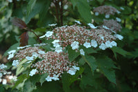 Sargent Viburnum Onondaga (Viburnum sargentii)