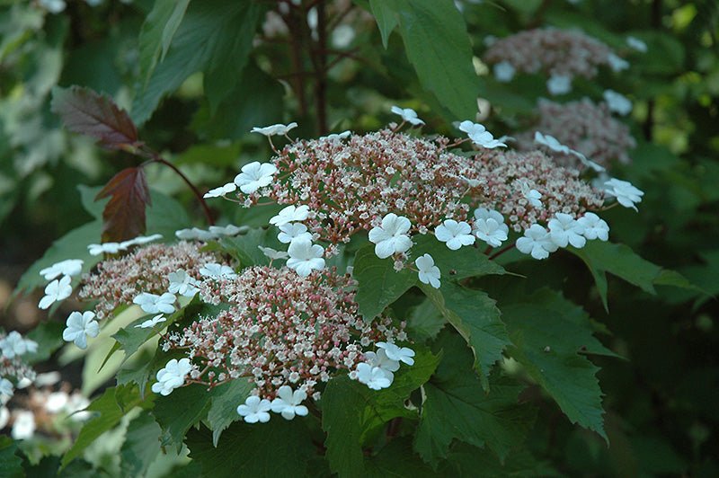 Sargent Viburnum Onondaga (Viburnum sargentii) - Ladybird Nursery