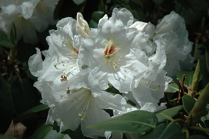 Rhododendron Dora Amatise