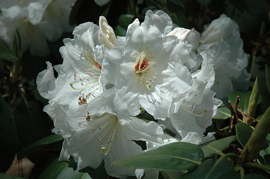 Rhododendron Dora Amatise