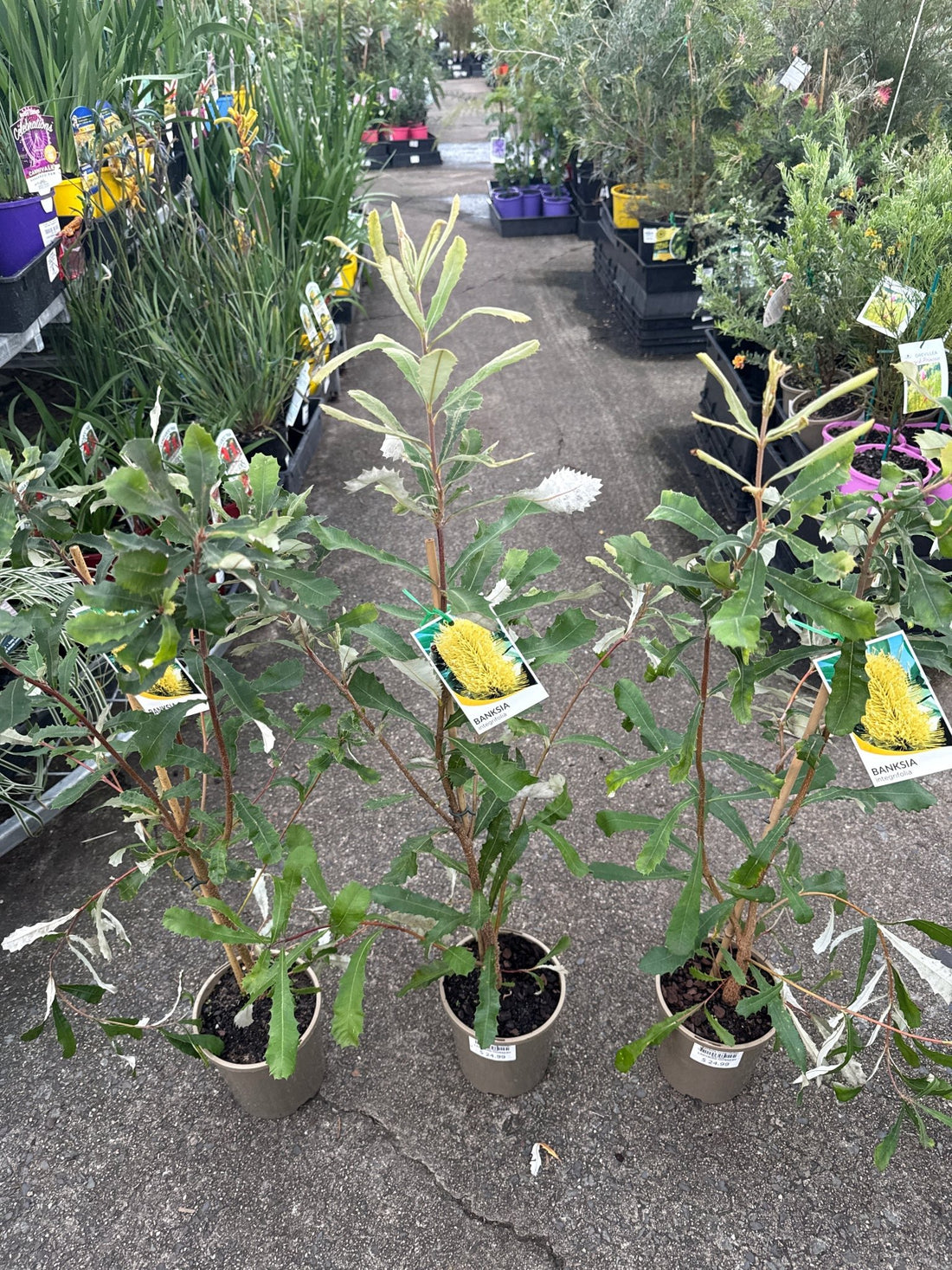 Coast Banksia (Banksia integrifolia) - Ladybird Nursery
