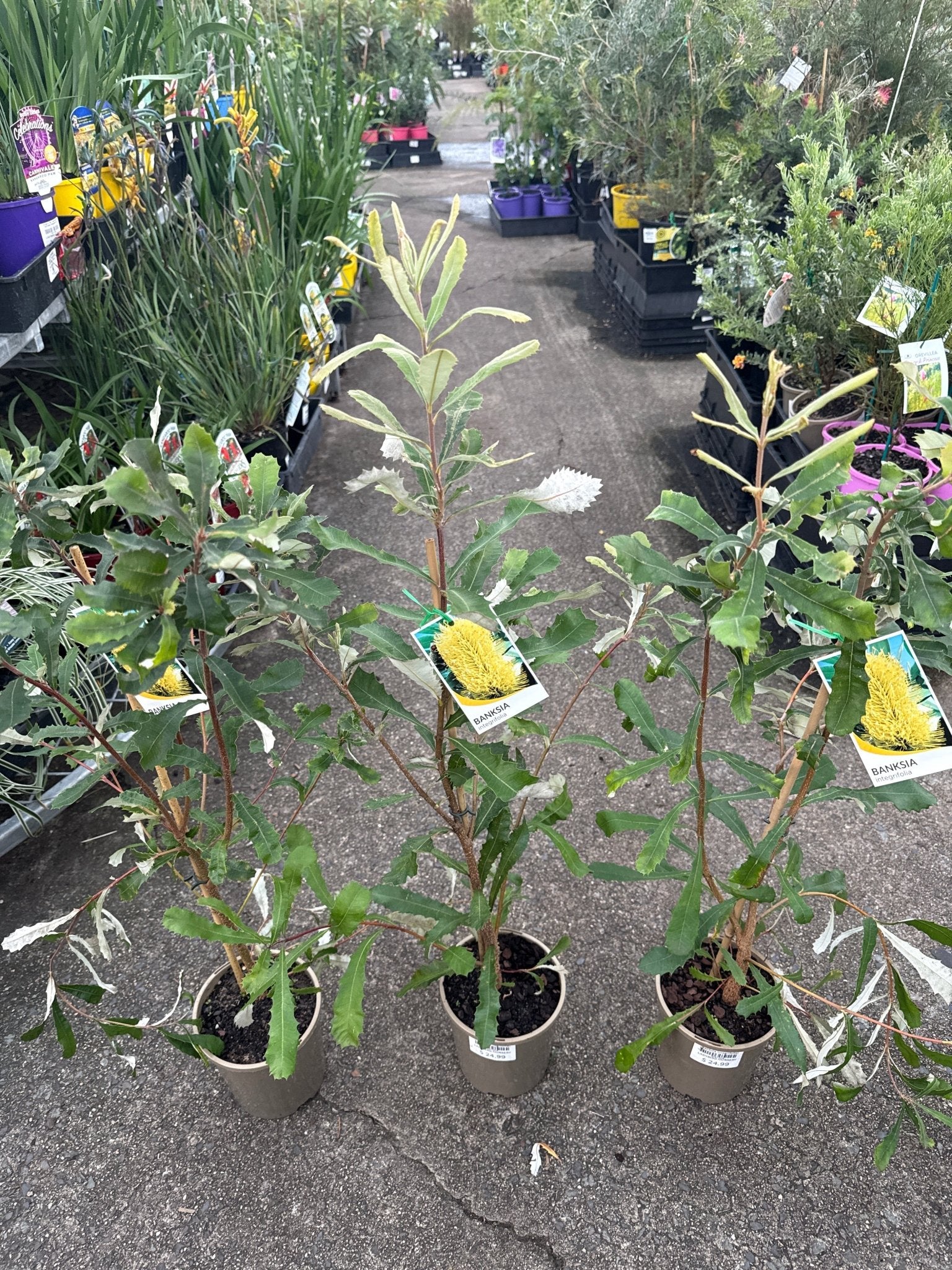 Coast Banksia (Banksia integrifolia) - Ladybird Nursery