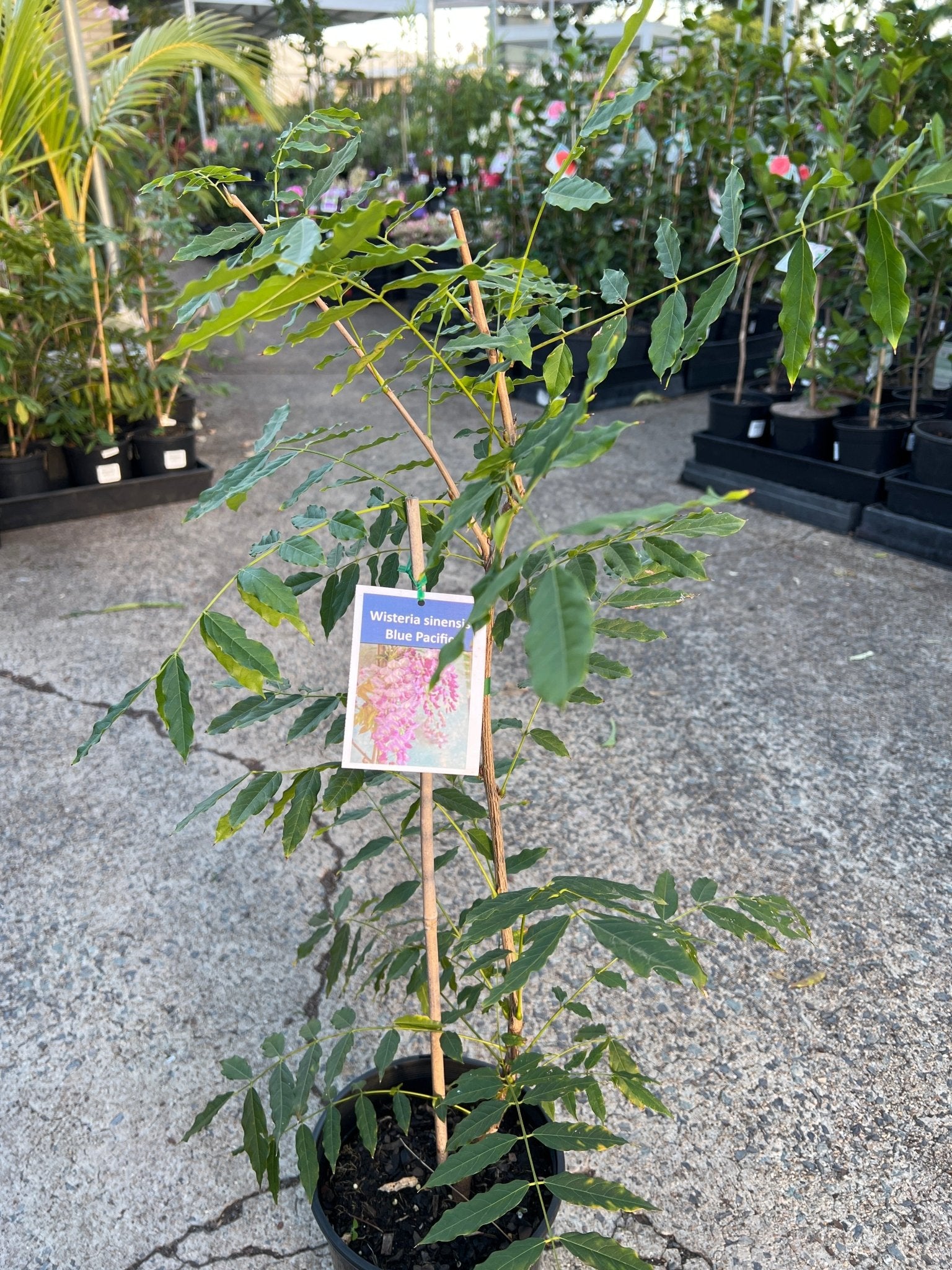 Chinese Wisteria 'Blue Pacific' (Wisteria sinensis) - Ladybird Nursery