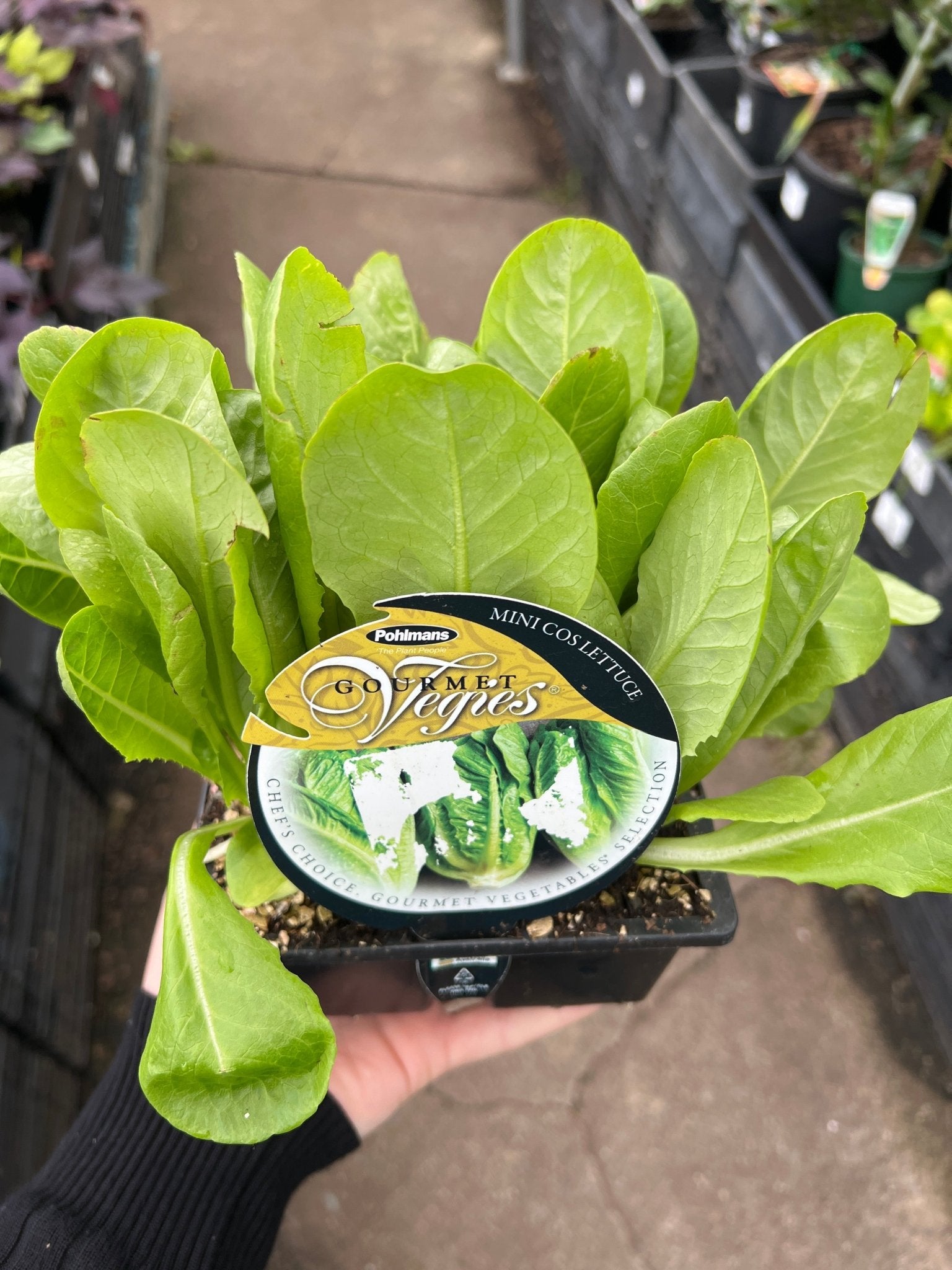 Lettuce ‘Mini Cos’ (Pickup Only) - Ladybird Nursery