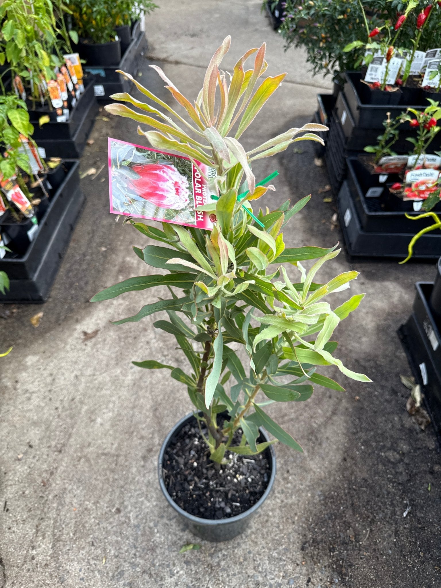 Protea 'Nerifolia Pink' 200mm Pot - Ladybird Nursery