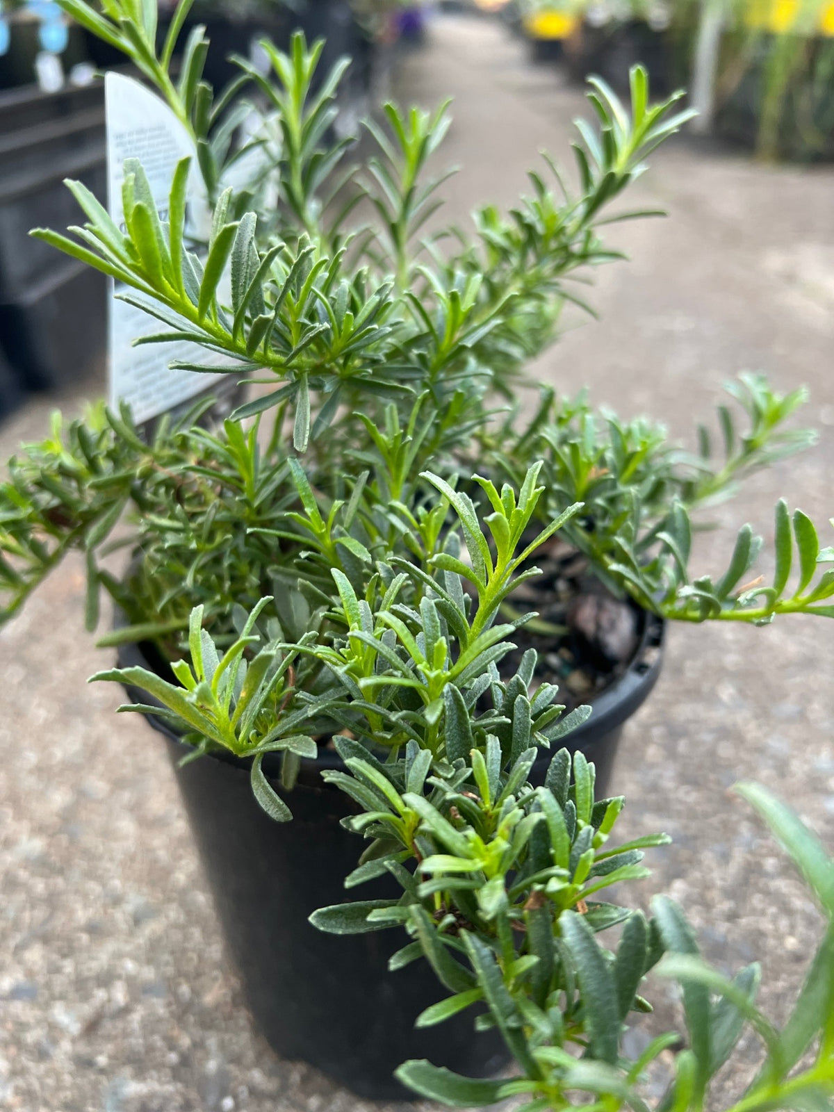 Myoporum YAREENA™ (Myoporum parvifolium) - Ladybird Nursery