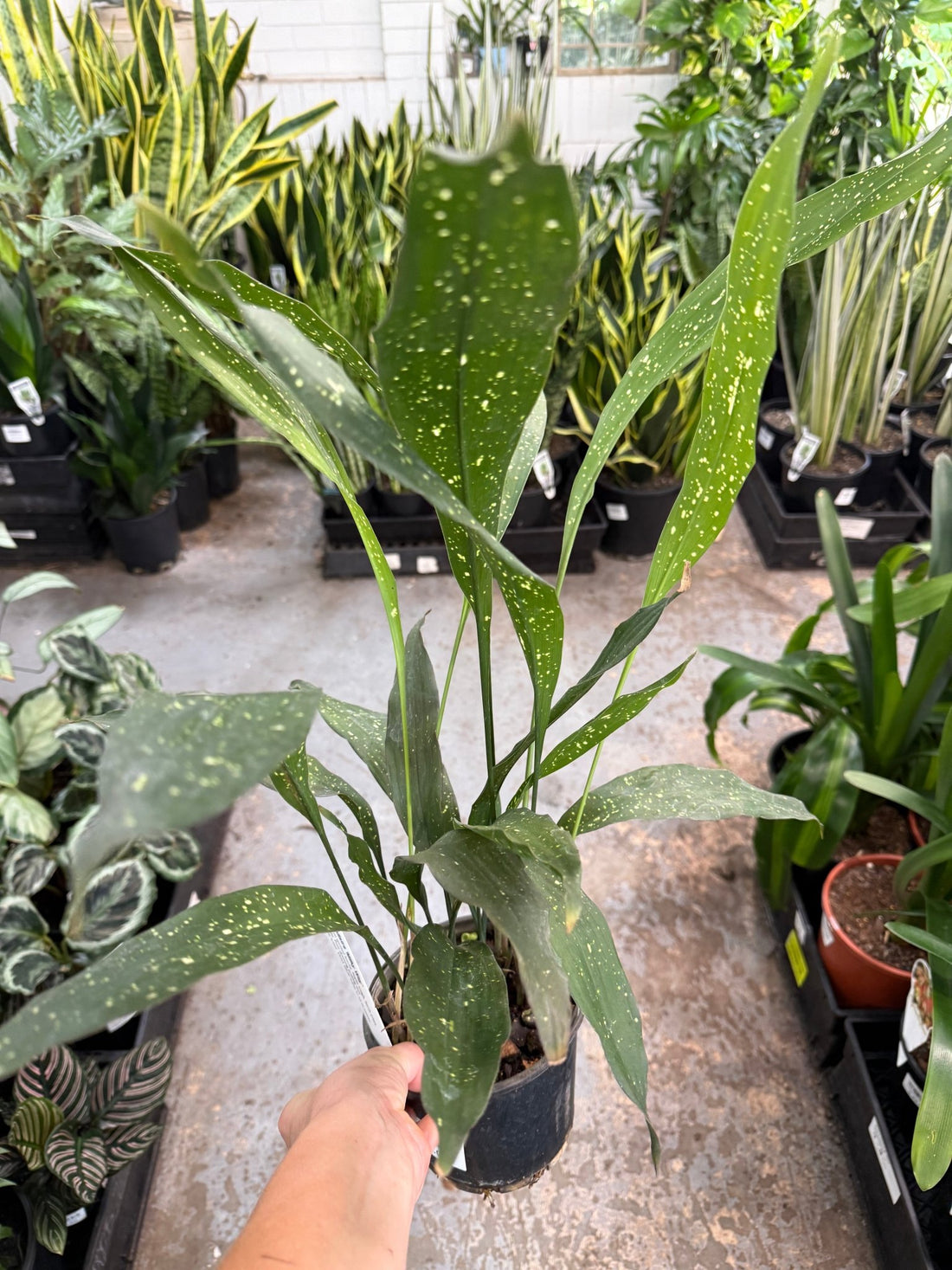 Cast Iron 'Milky Way' (Aspidistra) - Ladybird Nursery