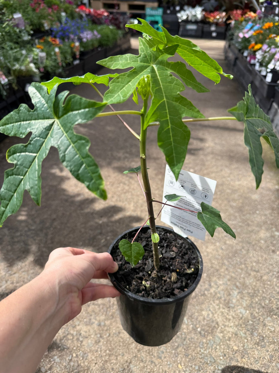 Pawpaw Bisexual 'Yellow' (QLD ONLY) - Ladybird Nursery