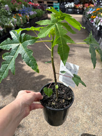 Pawpaw Bisexual 'Yellow' (QLD ONLY) - Ladybird Nursery