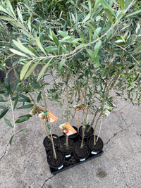 Olive Dwarf Miniolea - Large - Ladybird Nursery