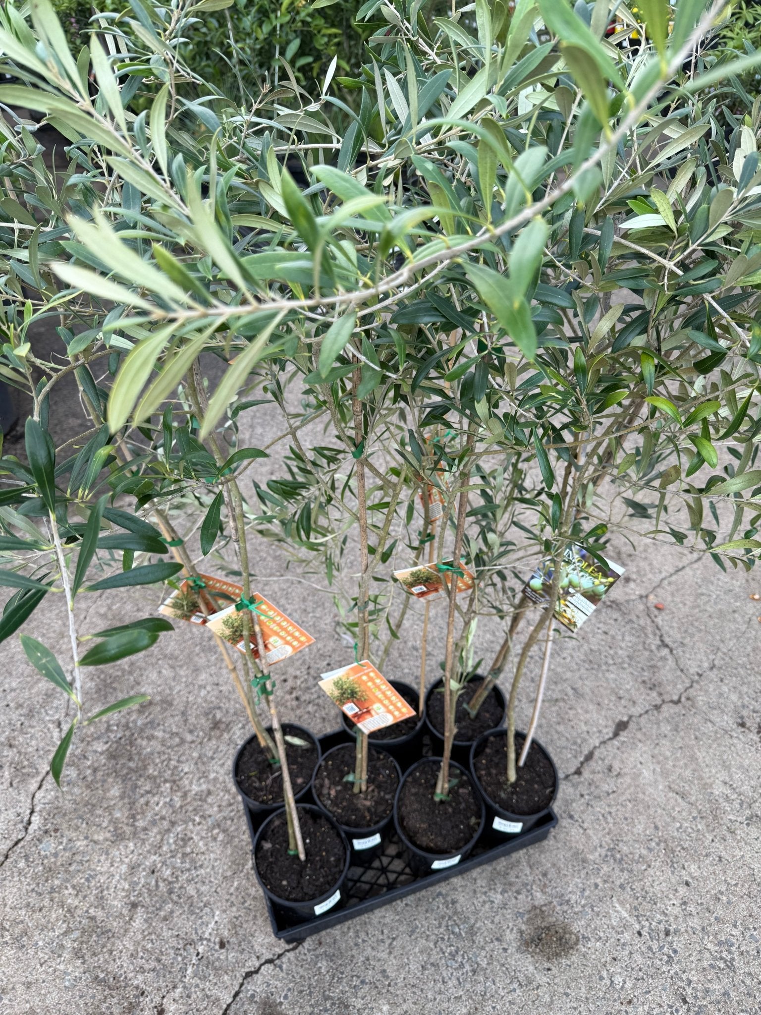 Olive Dwarf Miniolea - Large - Ladybird Nursery