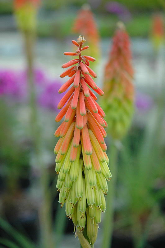 Red Hot Poker Traffic Lights (Kniphofia)