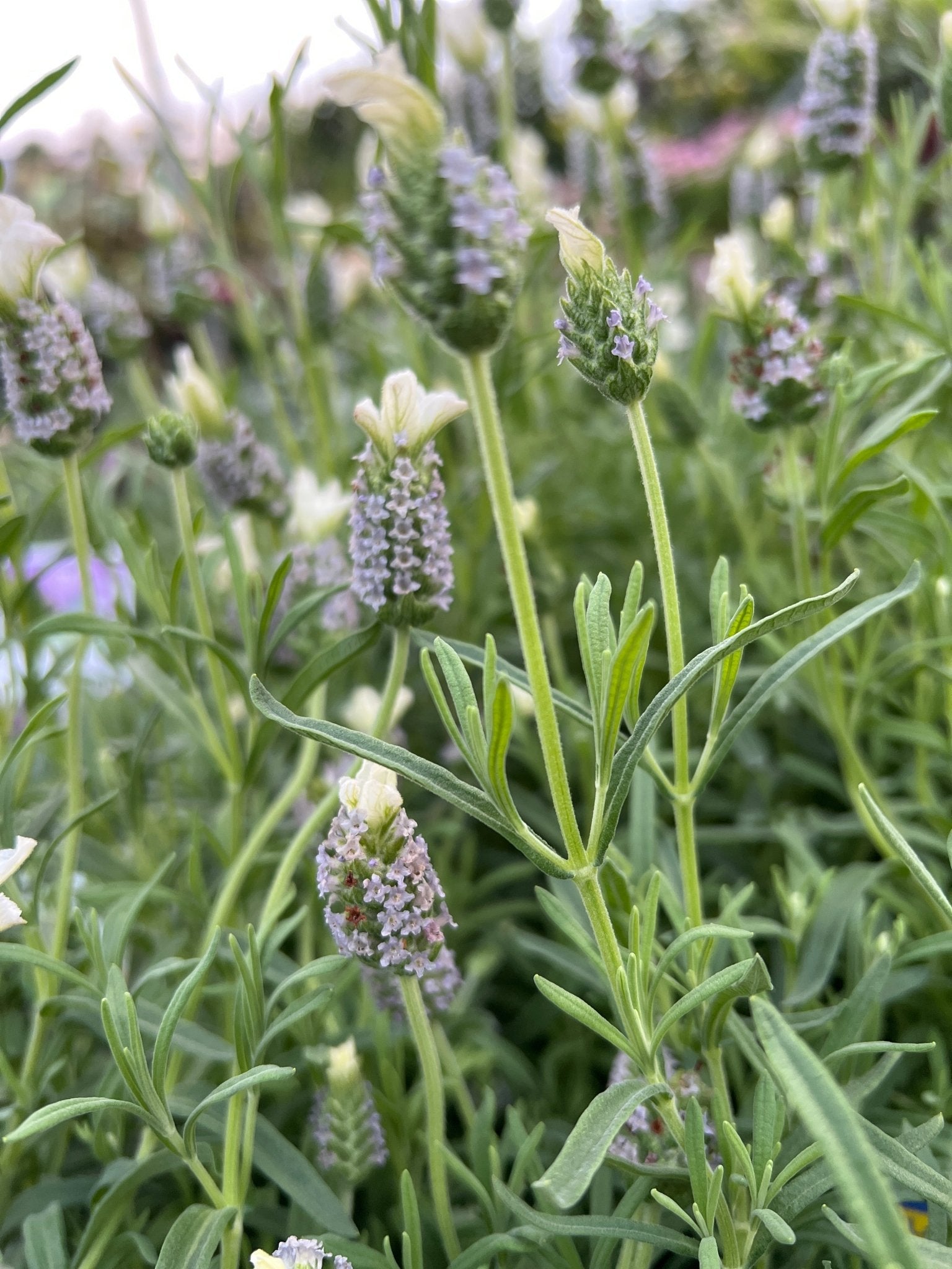 Lavender 'Sensation White' - Large - Ladybird Nursery