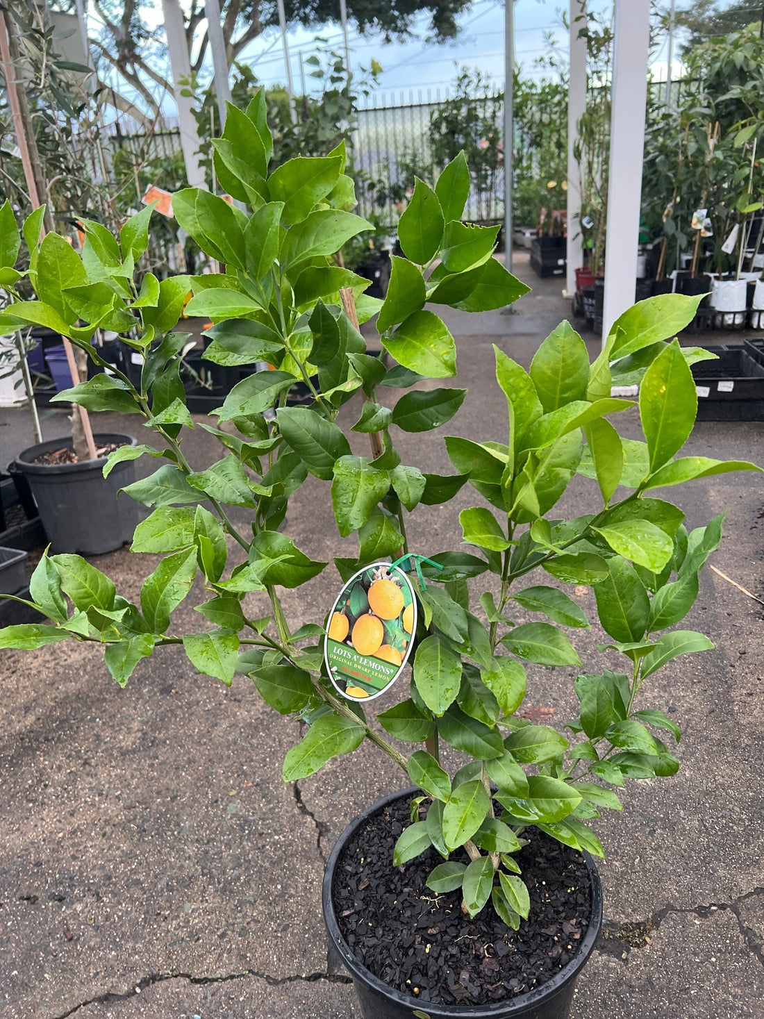 Lotsa Lemons - 250mm Pot (Pickup Only) - Ladybird Nursery
